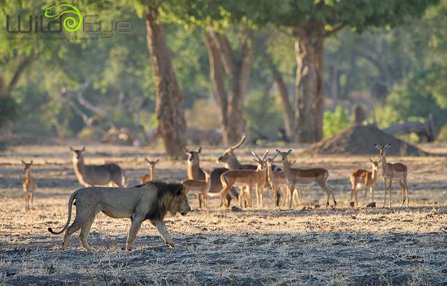 mana pools2.jpg