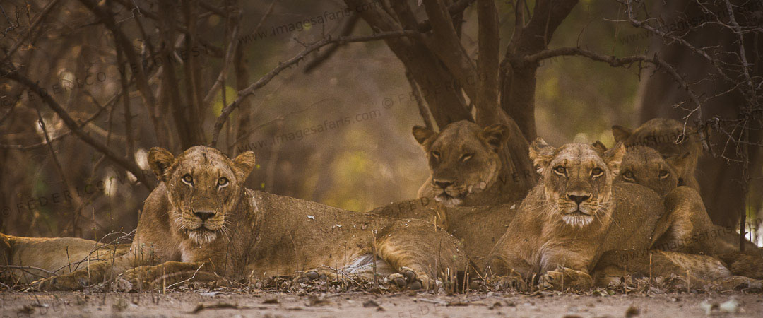 mana pools1.jpg
