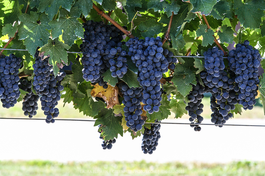 Grapes-LB0709-7354.jpg